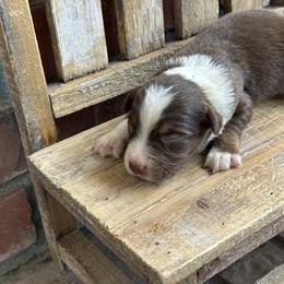 RTM2 - Red tri male Miniature Australian Shepherd puppy in Lexington, Nebraska from Osborne's Aussies