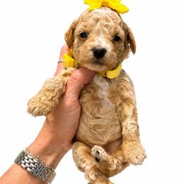 Jessie - Apricot female Goldendoodle puppy in Hot Springs, Arkansas from Hot Springs Kennels