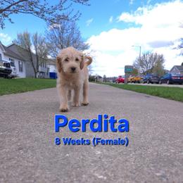 Perdita - Cream female Labradoodle puppy in Genoa City, Wisconsin from Sakura Pups