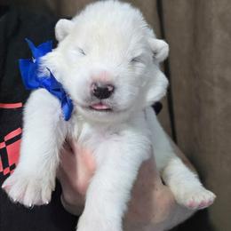 Blue boy - White and biscuit male Samoyed puppy in Elwell, Michigan from Limelight Samoyeds