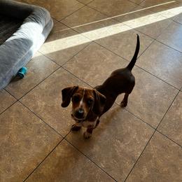 Maple - Dachshund