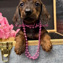 Paris - Red female Dachshund puppy in Leoma, Tennessee from Southbound Kennel