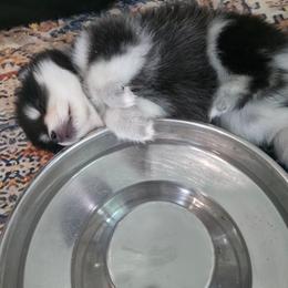 Neave - Black and white female Pomsky puppy in Orlando, Florida from Way too cute Pomskies