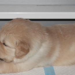 Golden Retriever Puppies from Life is Golden