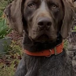 German Shorthaired Pointers from Fishing Creek GSP