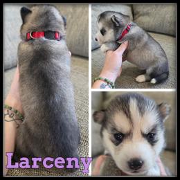 Larceny - Gray and white female Siberian Husky puppy in Merrill, Michigan from Haase Family Kennels