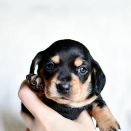 Sophia - Black and cream female Dachshund puppy in Youngstown, Florida from Paradox Dachshunds