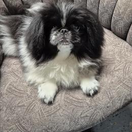 Jimmy - White male Pekingese puppy in Pittsburgh, Pennsylvania from Wyn-d-hill pekingese
