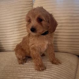 Spider (Spidy) - Cream male Goldendoodle puppy in Payson, Utah from Country Sky Doodles