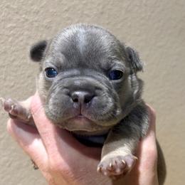Boo Berry with OFA Parents - Blue female French Bulldog puppy in Billings, Montana from Yellowstone Frenchies