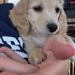 Ee cream - Cream female Dachshund puppy in Lubbock, Texas from It’s a Hot Mess