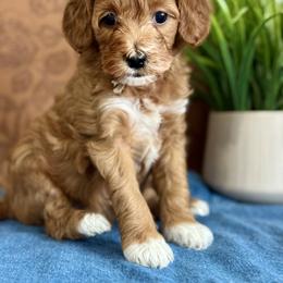 Pink - Red  female Goldendoodle puppy in Hesperia, Michigan from Red Acres Poodles & Doodles