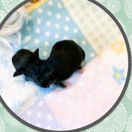 Joey - Black Havanese puppy in Ruther Glen, Virginia from Havanese