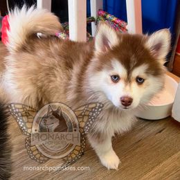 Bear - Red and white Pomsky puppy in Greeley, Colorado from Monarch Pomskies | Northern Colorado