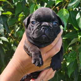 Brindle Boy - Brindle male French Bulldog puppy in Worley, Idaho from Templinhaus Rottweilers & DreamHaus French Bulldogs