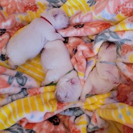 French Bulldog Puppies from Frenchie D'lite