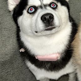 Pomskies from L&B Pomsky’s