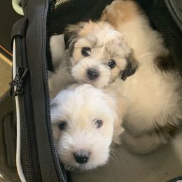 Coton de Tulear Puppies from Catawba Cotons