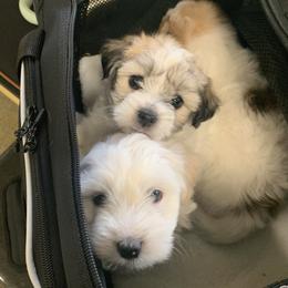 Coton de Tulear Puppies from Catawba Cotons