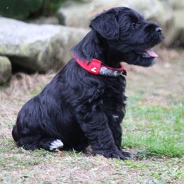 Cane Corso and Miniature Schnauzer Puppies from Brock’s Cane Corso & Miniature Schnauzers