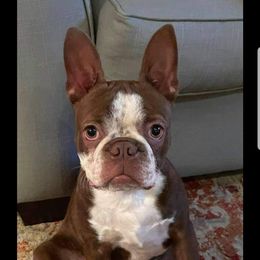 Boston Terrier Puppies from Lance Boston Terriers