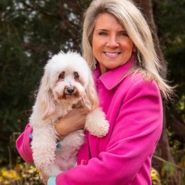 Havanese All Grown Up from Marcosa Havanese