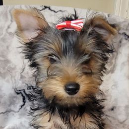 Baby girl - Black and tan female Yorkshire Terrier puppy in Jacksonville, Florida from Yorkieology