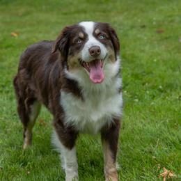 River - Australian Shepherd