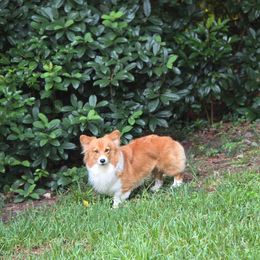 Ziggy - Pembroke Welsh Corgi