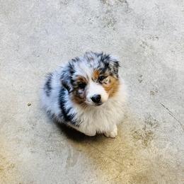 Australian Shepherd Puppies from SS Australian Shepherds