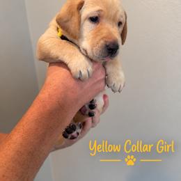 Yellow Collar Girl - Yellow female Labrador Retriever puppy in Las Vegas, Nevada from Lucky Labrador Retrievers