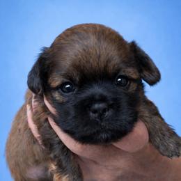 Riff - Red male Shih Tzu puppy in Tallahassee, Florida from Bows and Bow Ties