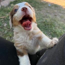 Mist - Red merle female Miniature American Shepherd puppy in Phoenix, Arizona from Outlaw Minis