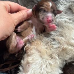 Shelby - Merle female Whoodle puppy in Rising Sun, Indiana from Ruby Lane Doodles
