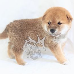 Leo - Red male Shiba Inu puppy in California from WOLFOX shiba inu