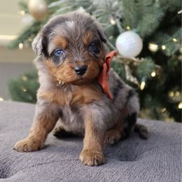 Sweet potato - male Australian Mountain Doodle puppy in Murray, Utah from Sun Valley Doodles