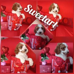 Sweet tart - Parti female Poodle puppy in Lancaster, California from Heavenly poodle and doodle