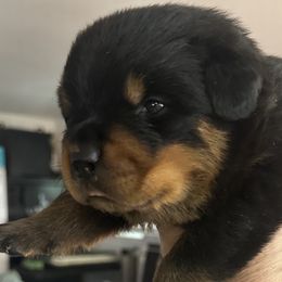 Green Boy - Black and mahogany Rottweiler puppy in Lebanon, Oregon from SOUTH SANTIAM ROTTWEILERS