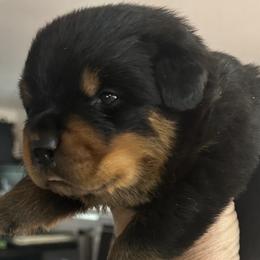 Green Boy - Black and mahogany Rottweiler puppy in Lebanon, Oregon from SOUTH SANTIAM ROTTWEILERS