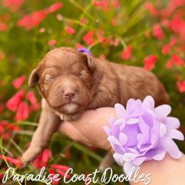 Popsicle MINI - Red  female Goldendoodle puppy in Naples, Florida from Paradise Coast Doodles