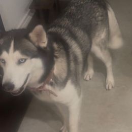 Winter - female Siberian Husky puppy in Rancho Cucamonga, California from Rice Breeders