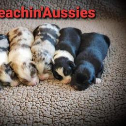 Australian Shepherd Puppies from Beachin' Aussies
