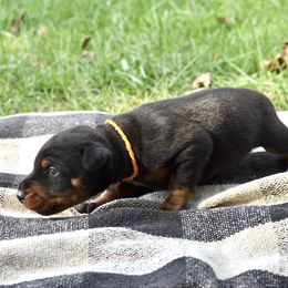Grimm - Black and rust male Doberman Pinscher puppy in Toney, Alabama from Bhon Mhuir Dobermanns