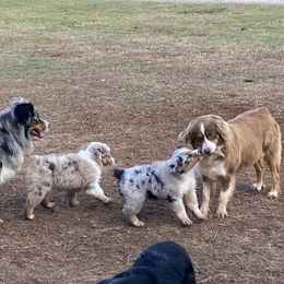 Australian Shepherd, Miniature Australian Shepherd, and Toy Australian Shepherd Puppies from Hunt Farms Mini Aussies