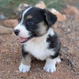 AKC Cardigan Boy 'Ranger - Black and white male Cardigan Welsh Corgi puppy in Tombstone, Arizona from WeVolution Off-Grid