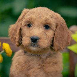 Goldendoodle Puppies from Columbia River Doodles