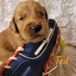 Ted - Golden male Golden Retriever puppy in Greensburg, Kentucky from Southern Springs Goldens