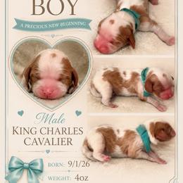 Simon - Blenheim male Cavalier King Charles Spaniel puppy in Walterboro, South Carolina from Puddlejumpers