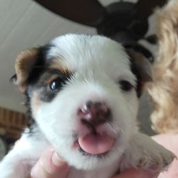 West Highland White Terrier and Yorkshire Terrier Puppies from Debra Burnett