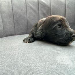Geraldine - Black female Dachshund puppy in Knoxville, Tennessee from East TN Dachshunds